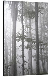 Tableau en aluminium Gray fog in autumn forest