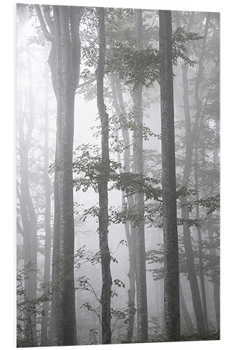 Tableau en PVC Gray fog in autumn forest