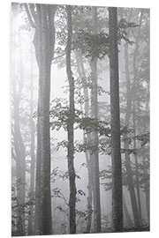 Foam board print Gray fog in autumn forest