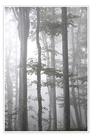 Wandbild  Grauer Nebel im Herbst Wald - Studio Nahili