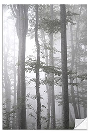 Wall sticker Gray fog in autumn forest