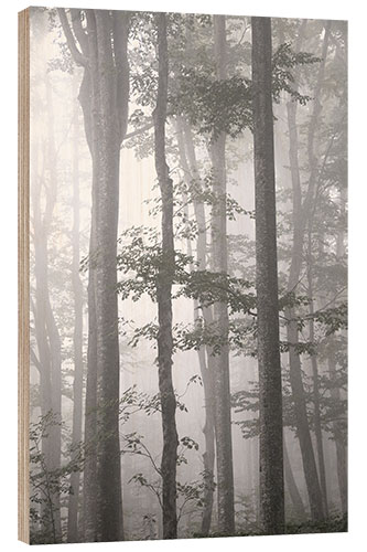 Cuadro de madera Gray fog in autumn forest