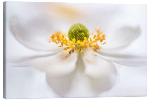 Canvas print Magnificent Anemone