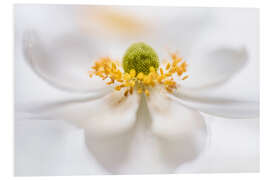 Foam board print Magnificent Anemone