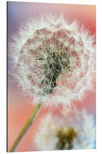 Alubild Bunte Pusteblumenwelt