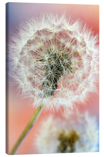 Canvas print Colorful dandelion world