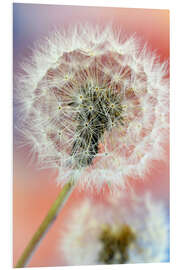 Foam board print Colorful dandelion world