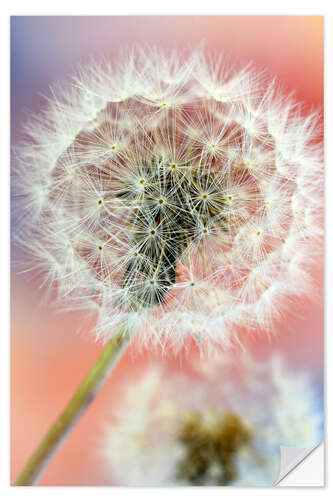 Selvklebende plakat Colorful dandelion world