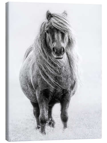 Canvas print Shetland Pony III