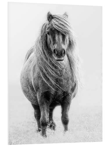 Quadro em PVC Shetland Pony III