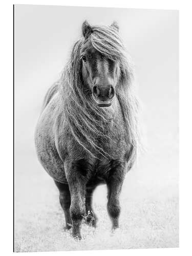 Gallery print Shetland Pony III