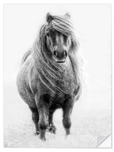 Selvklæbende plakat Shetland Pony III