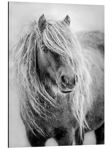 Tableau en aluminium Shetland pony II