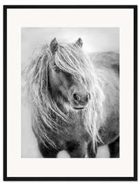 Gerahmter Kunstdruck Shetland-Pony II