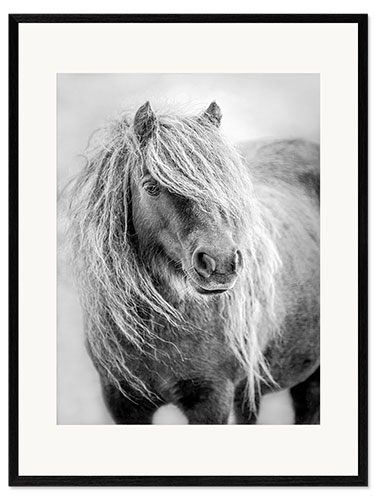 Framed art print Shetland pony II