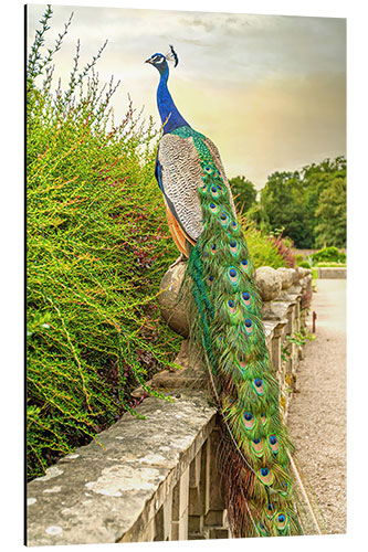 Alubild Pfau im Garten