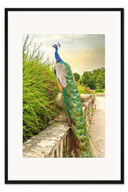 Gerahmter Kunstdruck Pfau im Garten