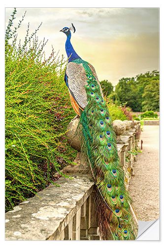 Naklejka na ścianę Peacock in the garden