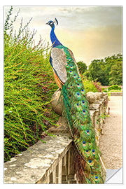 Sisustustarra Peacock in the garden