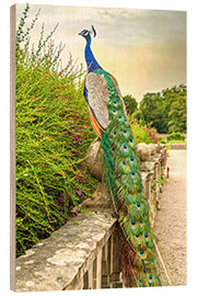 Cuadro de madera Peacock in the garden