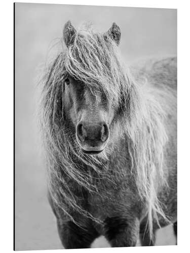 Tableau en aluminium Shetland Pony