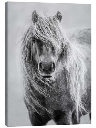 Canvas print Shetland Pony