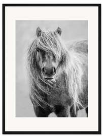 Gerahmter Kunstdruck Shetland-Pony