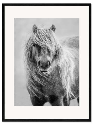 Impression artistique encadrée Shetland Pony