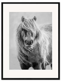 Framed art print Shetland Pony