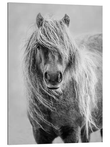 Quadro em plexi-alumínio Shetland Pony