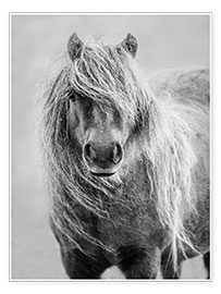 Wall print  Shetland Pony - Olaf Protze