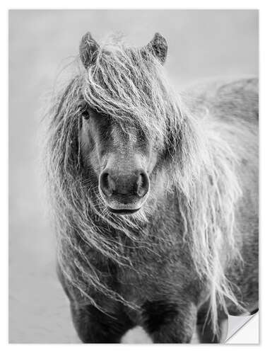 Vinilo para la pared Shetland Pony