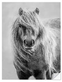 Muursticker Shetland Pony