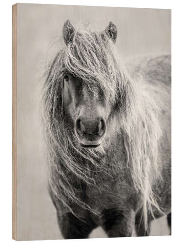 Wood print Shetland Pony