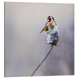 Magnettafel Federbällchen II