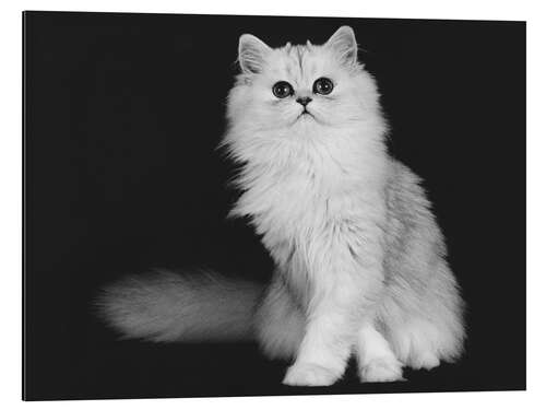 Print på aluminium Silver Persian kitten