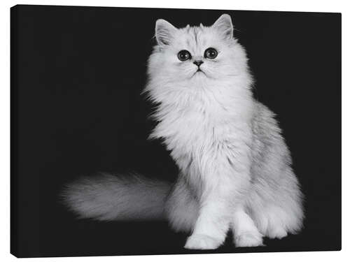 Lærredsbillede Silver Persian kitten