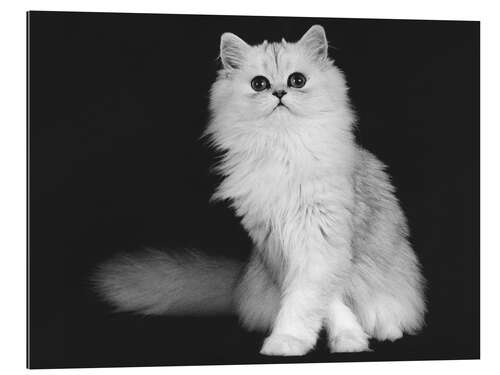 Quadro em plexi-alumínio Silver Persian kitten