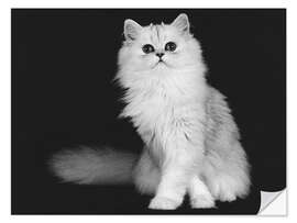 Wall sticker Silver Persian kitten