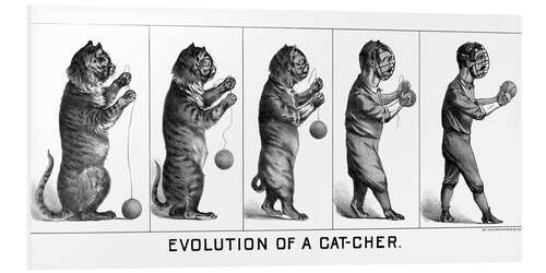 Tableau en PVC Evolution of a Cat-cher