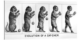 Gallery Print Evolution of a Cat-cher