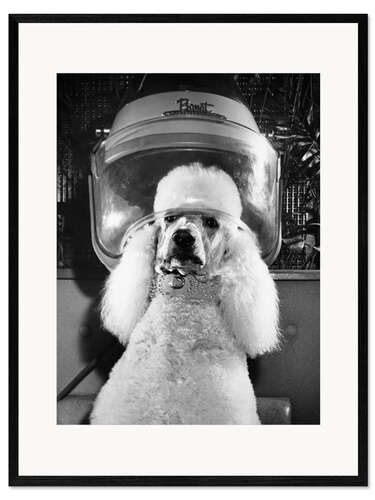 Framed art print Poodle Perm