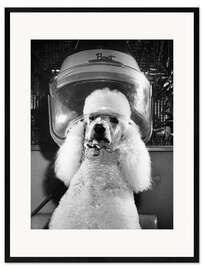 Framed art print Poodle Perm
