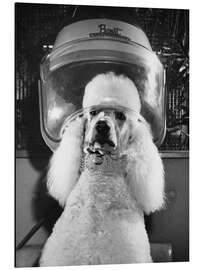 Magnettafel Pudel Dauerwelle