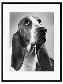 Gerahmter Kunstdruck Basset