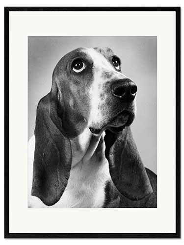 Impresión de arte enmarcada Basset Hound