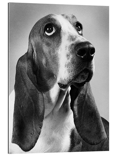 Quadro em plexi-alumínio Basset Hound