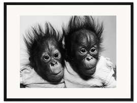 Gerahmter Kunstdruck Orang-Utan Babys