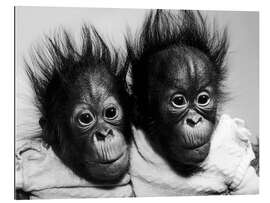 Gallery Print Orang-Utan Babys