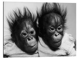 Magnettafel Orang-Utan Babys